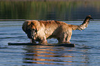 Leonberger in the water