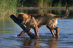 Leonberger in the water