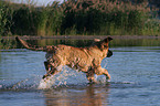 Leonberger in the water