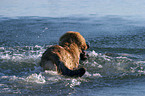 Leonberger in the water