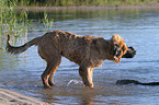 shaking leonberger