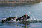 Leonberger in the water