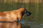 Leonberger in the water