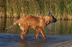 Leonberger in the water