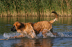 Leonberger in the water