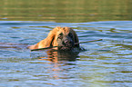 Leonberger in the water