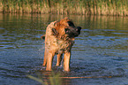 Leonberger in the water