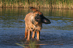 Leonberger in the water