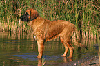 standing Leonberger