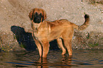 standing Leonberger