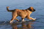 trotting Leonberger