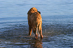 Leonberger in the water