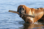 Leonberger Portrait