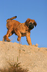 running Leonberger