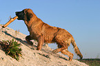 trotting Leonberger