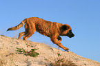 running Leonberger