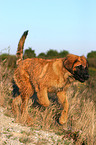 running Leonberger