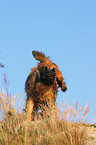 shaking Leonberger