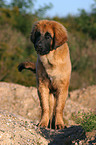 standing Leonberger