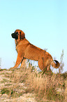 standing Leonberger