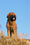 standing Leonberger