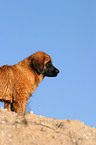 standing Leonberger