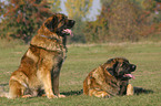 2 Leonberger