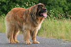 10 years old Leonberger