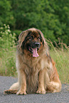10 years old Leonberger