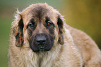 Leonberger Portrait