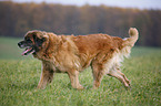 trotting Leonberger