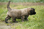 trotting Leonberger