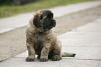 sitting Leonberger