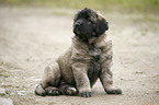 sitting Leonberger