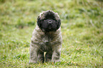 sitting Leonberger