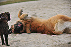 Leonberger and German Boxer