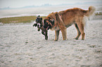 Leonberger and German Boxer