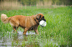 retrieving Leonberger