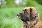 Leonberger Portrait