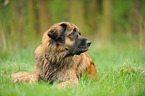 lying Leonberger