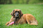 lying Leonberger