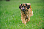 walking Leonberger