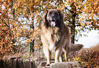 Leonberger