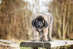 standing Leonberger Puppy