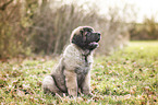 sitting Leonberger Puppy