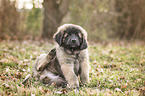 sitting Leonberger Puppy