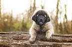 Leonberger Puppy