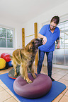 Leonberger in animal physiotherapy
