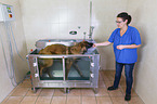 Leonberger in animal physiotherapy