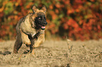 running Leonberger Puppy